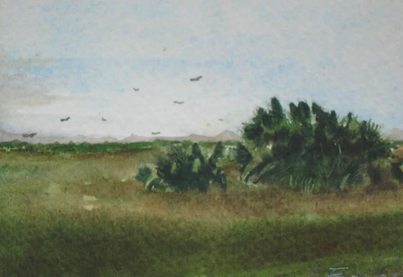 w Everglades, FL 8x10