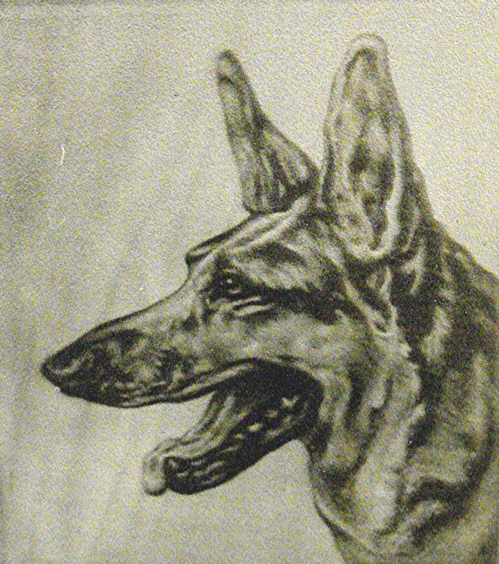 d German Sheppard 9x12