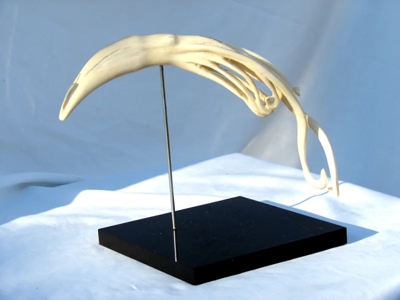 Ivory Squid wild boar tusk  13 in