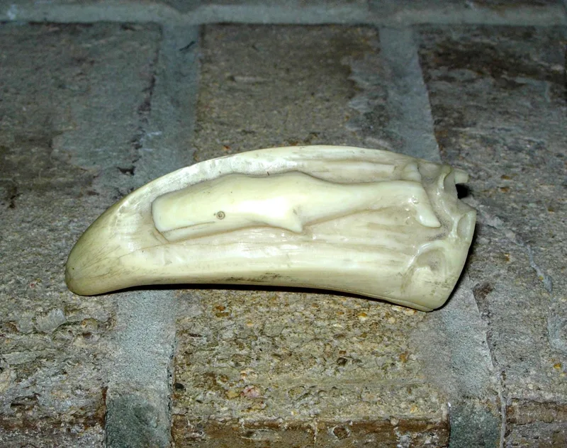 Ivory Blue Whale whale tooth 4 in.